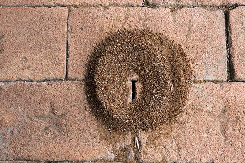 ant nest on brick paver