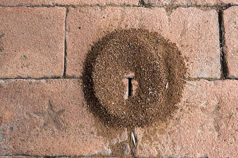 how to get rid of ants on brick patio