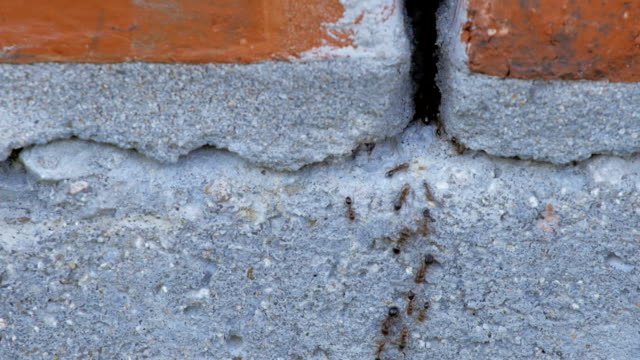 ants on brick wall