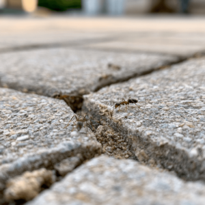 How to get rid of ants on a brick patio?