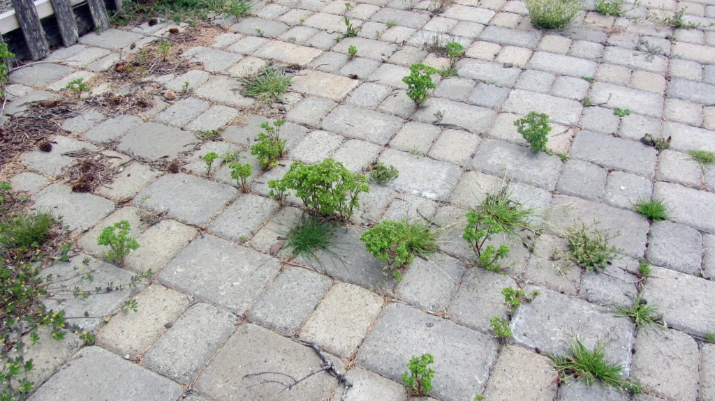 How to kill grass between pavers