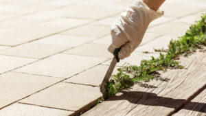 How to kill grass between pavers