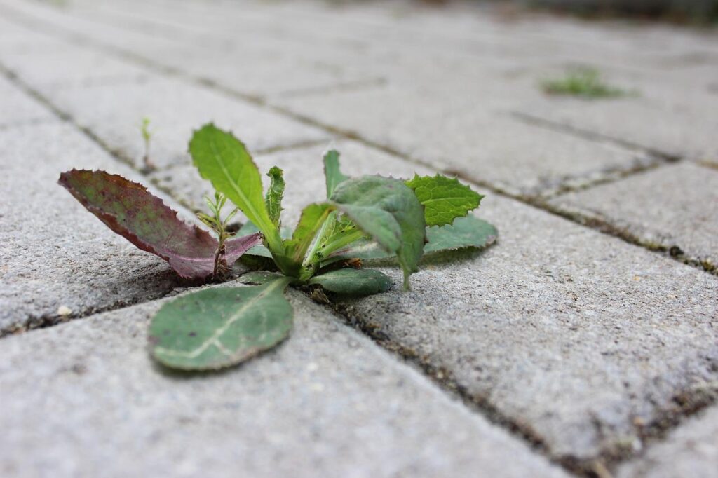 How to kill grass between pavers