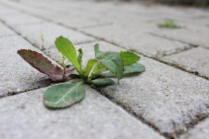 How to kill weeds in driveway pavers