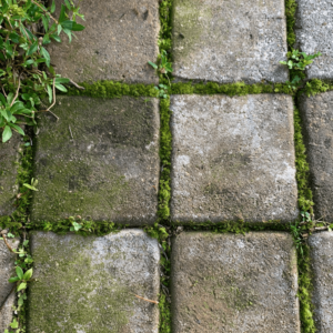 How to kill weeds in driveway pavers