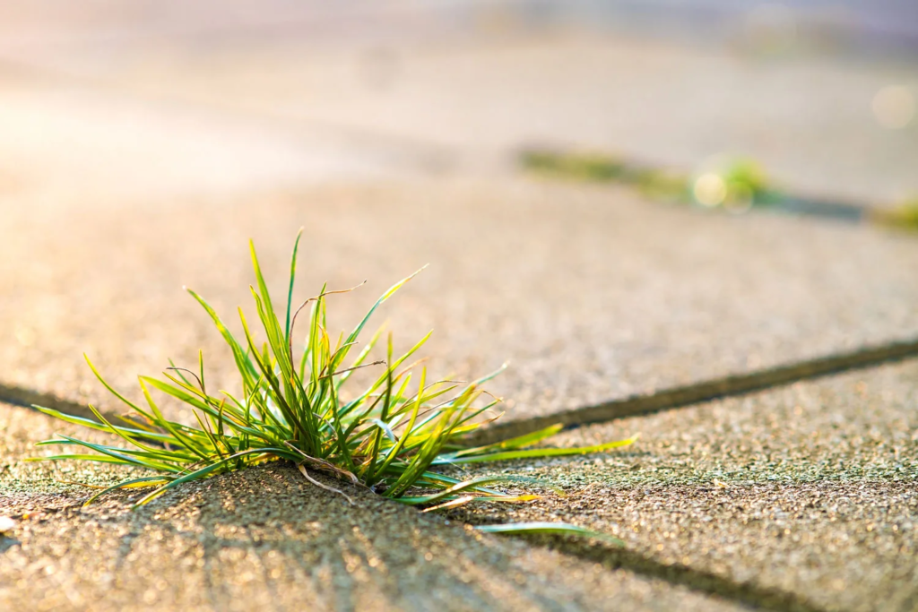 weeds in paver cracks