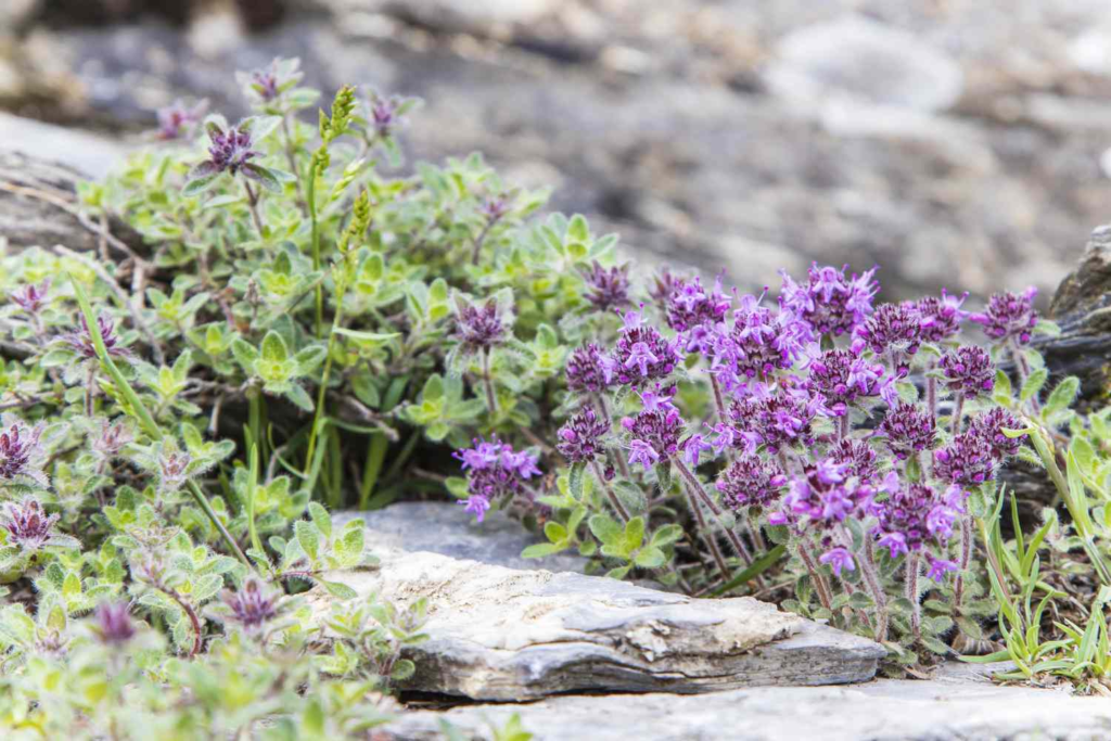 what to plant between paving stones