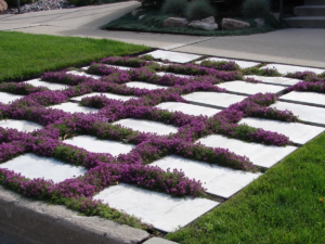 plants between pavers