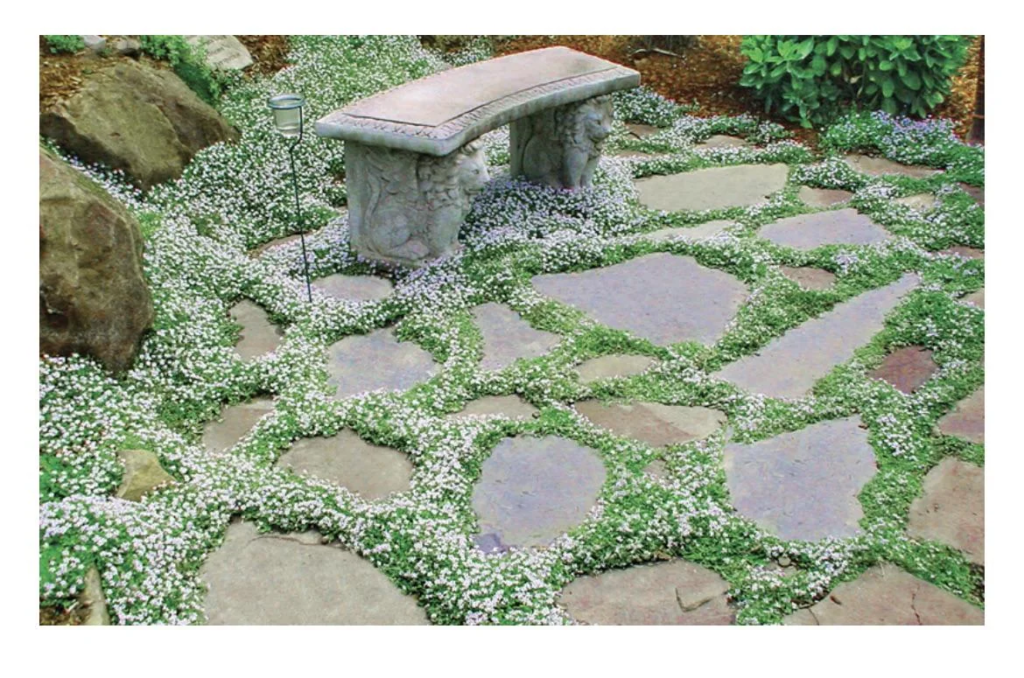 how to plant between pavers