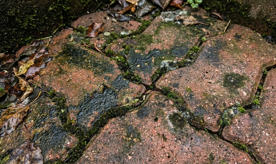 mold in between pavers