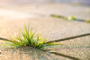 weeds in paver cracks