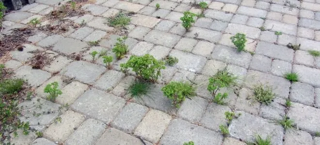 best paver sand to prevent weeds
